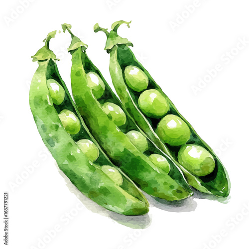 Peas, watercolor vector, isolated on a white background.