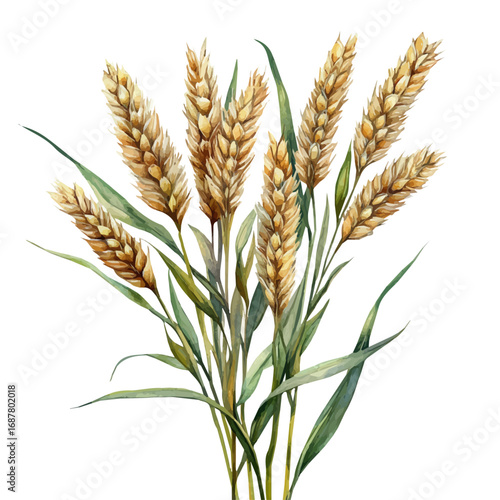 Oatmeal, watercolor vector, isolated on a white background.