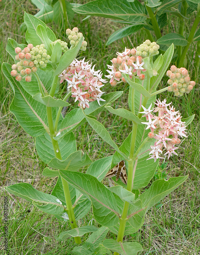 Showy Milkweed - Buds and Blooms - A colorful moth is attached to the foliage