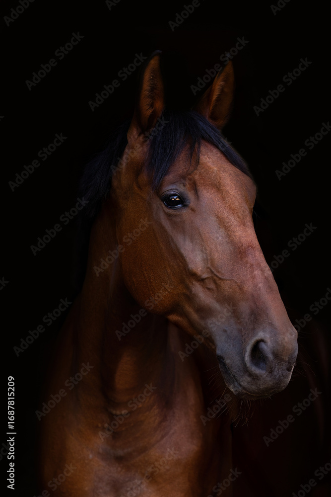 Fototapeta premium Bay trotter horse portrait in dark studio background