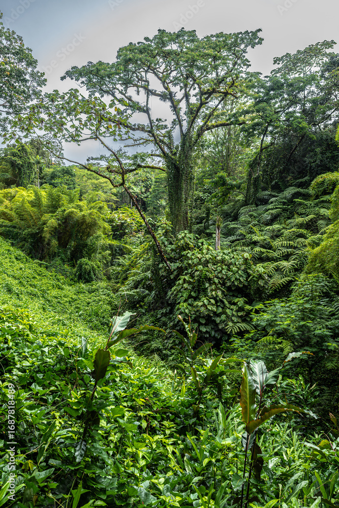 Fototapeta premium Akaka Falls State Park on Big Island, HI