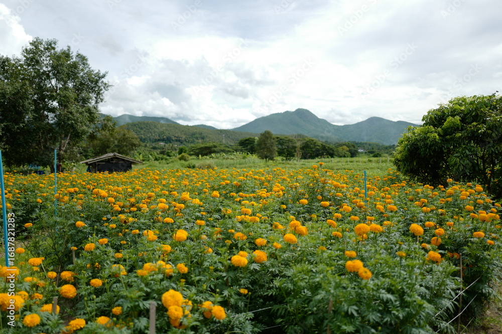 Fototapeta premium Yellow marigolds in the garden