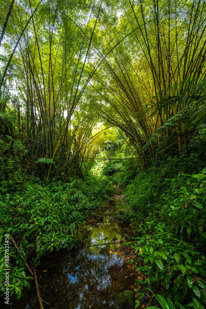 Fototapeta premium Akaka Falls State Park on Big Island, HI