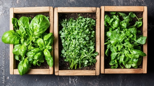 Fresh herbs in wooden boxes arranged on a dark surface providing a rustic charm and vibrant colors