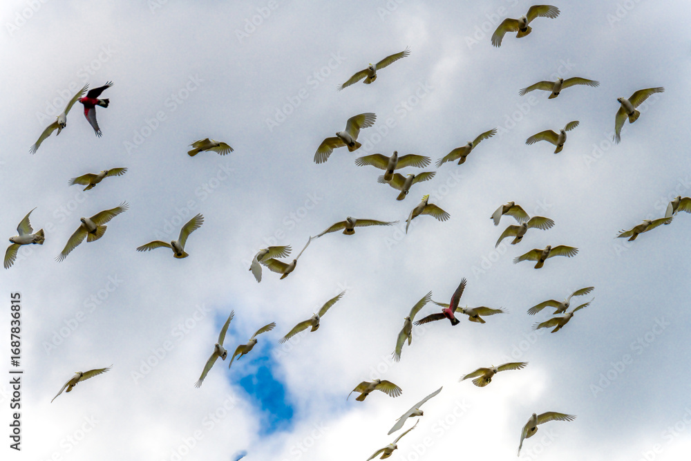 Fototapeta premium Flock of Cockatoos flying in the sky