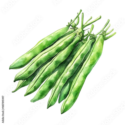 watercolor of Green Beans, vector, isolated on a white background.