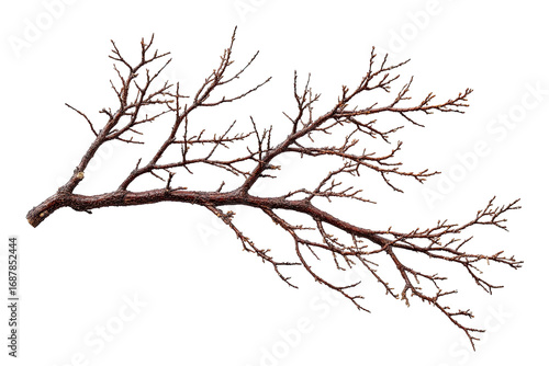 Close-up of a dark brown, intricate branch.  Fine, delicate twigs extend outward from a central stem.  Slight hints of lighter color at branch tips