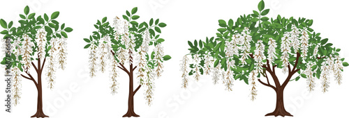 Wisteria tree illustrations, botanical flower variations, cascading floral clusters, nature plant design, seasonal bloom graphics, garden landscape art, decorative foliage vector, 
