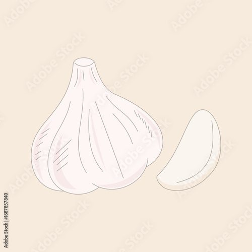 garlic. vegetable theme. spices. agriculture. harvest. vector illustration