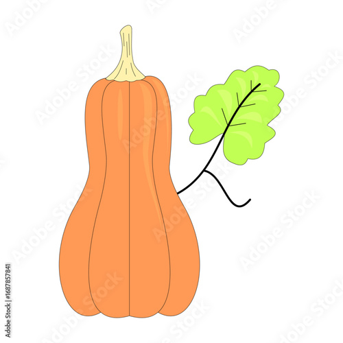 butternut squash. pumpkin. fruit theme. autumn. winter season. agriculture. harvest. vector illustration