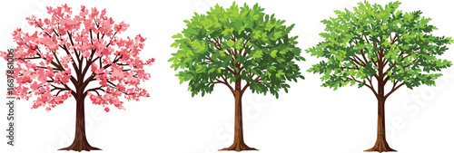 Pink cherry blossom tree, lush summer green tree, seasonal foliage stages, spring to summer nature landscape, botanical growth cycle, deciduous trees illustration
