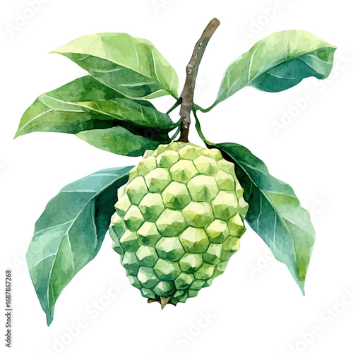 Custard Apple, watercolor painting vector, isolated on a white background.