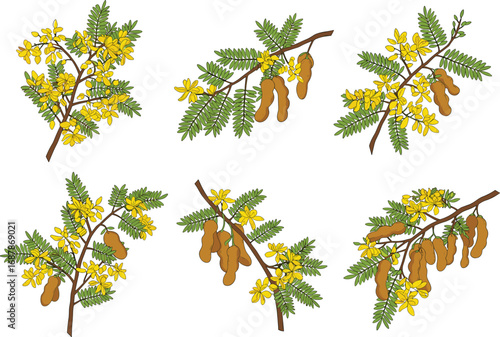 Tamarind tree botanical illustration, tropical fruit branch with leaves, flowers and pods, detailed flat vector drawing for agriculture, food, nature, and educational design