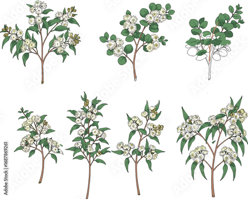 Botanical illustration of flowering plants, detailed vector drawing showing diverse leaf shapes, white clustered flowers, and stems for plant identification, education, and nature design