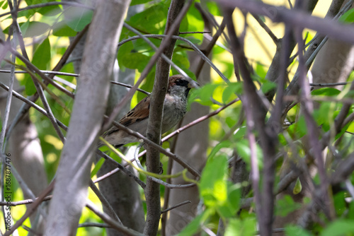 animal, fly, nature, beautiful, House sparrow (Passer domesticus), bird