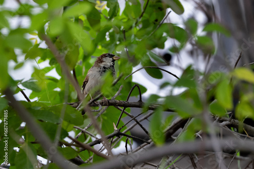 animal, fly, nature, beautiful, House sparrow (Passer domesticus), bird