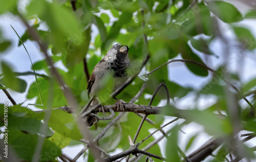 animal, fly, nature, beautiful, House sparrow (Passer domesticus), bird