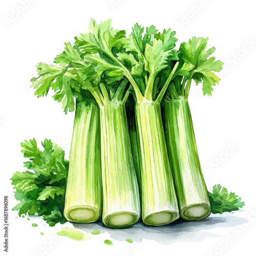 Celery, watercolor vector, isolated on a white background.