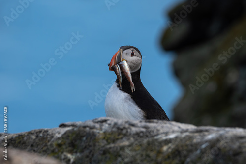 Atlantic Puffin Holding Two Fish on a Rock