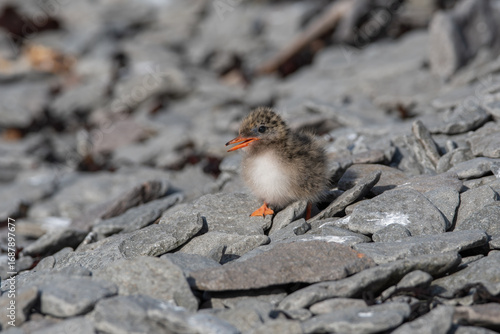 Baby Arctic Tern on Rocks with Open Beak