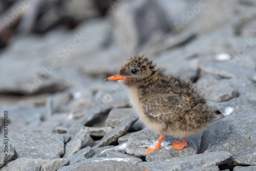 Close-up of Baby Arctic Tern on Rocks