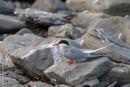 Arctic Tern on a Rock