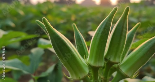 Close-up of Okra Plant with Sunlight in Background