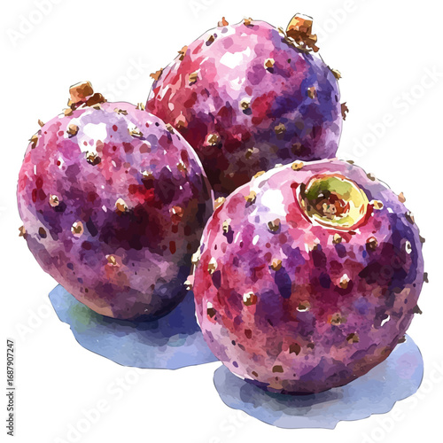 watercolor of Cactus Pear, vector, isolated on a white background.