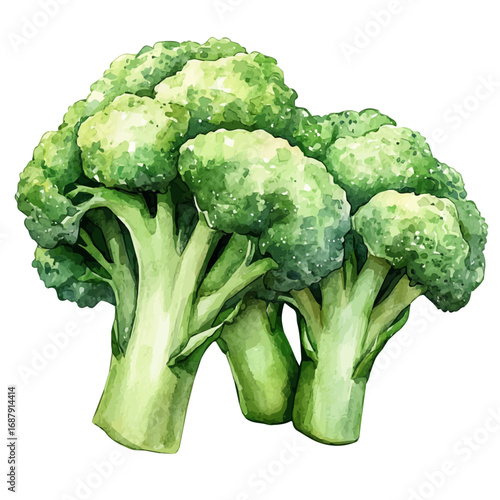 Broccoli, watercolor clipart vector, isolated on a white background.