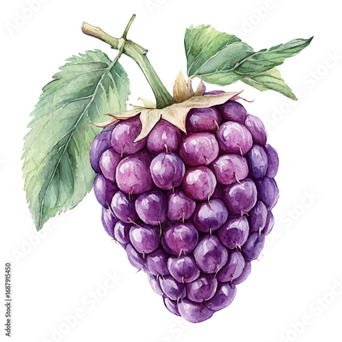 Boysenberry, watercolor vector, isolated on a white background.