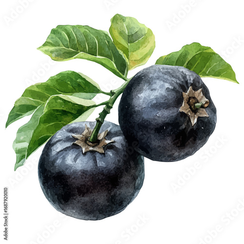 Black Sapote, watercolor painting vector, isolated on a white background.