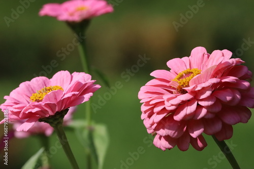 Close Up of Pink Zinnia