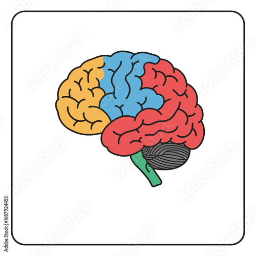 brain lobes illustration diagram anatomy structure sections occipital parietal temporal frontal used for medical training