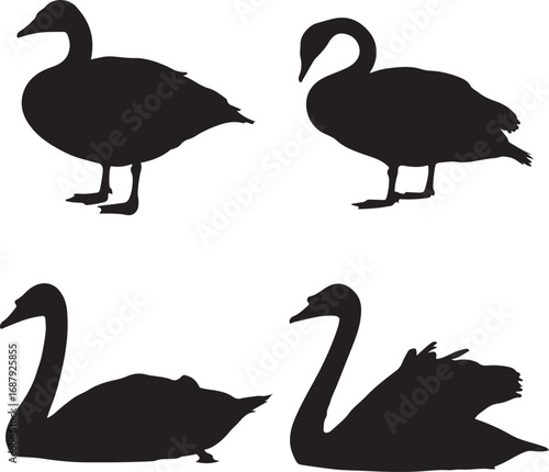 Black silhouettes of ducks and swans white background