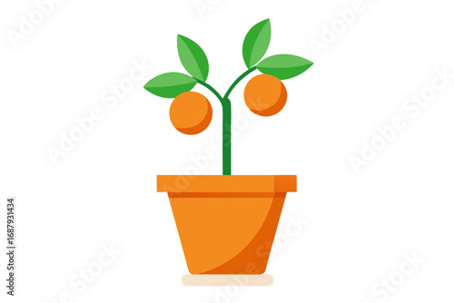 plant in a pot