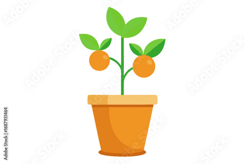 plant in a pot