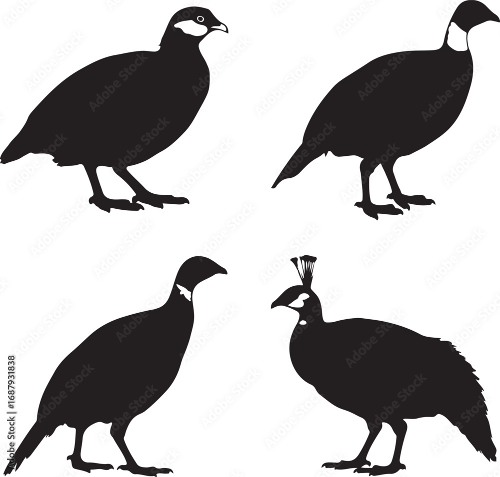 Fototapeta premium Four black bird silhouettes with distinct markings