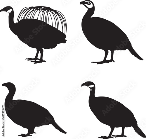 Four black silhouettes of birds with distinct features