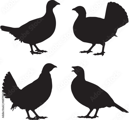 Four black silhouettes of game birds grouse quail
