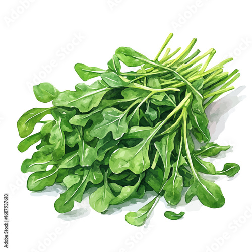Arugula, watercolor painting vector, isolated on a white background.