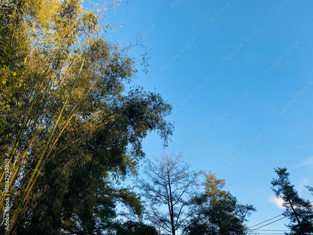 Obraz premium Blue Sky Pine Tree Background. Pine Forest Sky View Wallpaper. Scenic Tall Trees Nature Background. Forest Canopy and Clear Sky Wallpaper. Outdoor Pine Woodland Background. Beautiful Pine Landscape.