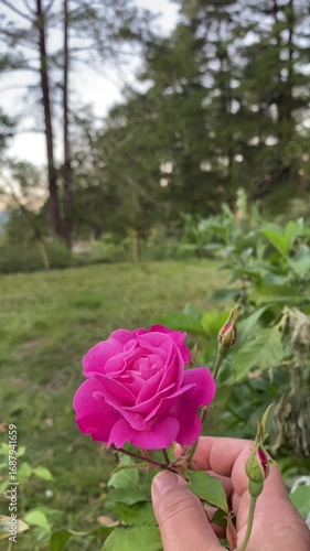 Pink Rose Flower Blooming in Garden Footage. Close Up of Romantic Pink Rose in Nature Video. Elegant Pink Rose Bloom Macro Motion Clip. Beautiful Pink Rose Symbol of Love in Garden