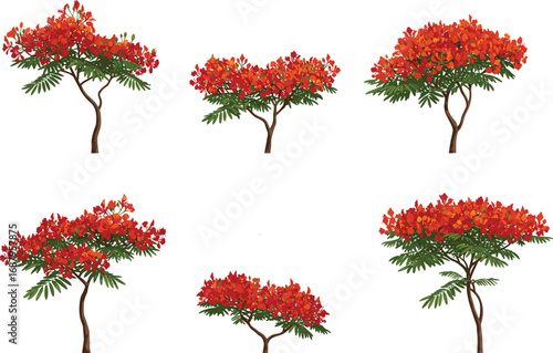 Royal Poinciana tree vector illustration, red orange flowers and green leaves, tropical flowering plant design, ornamental garden landscaping element, seasonal summer blossom artwork