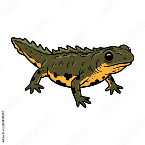 great crested newt vector illustration