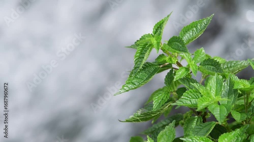 急流を背景にたたずむ植物 等倍速