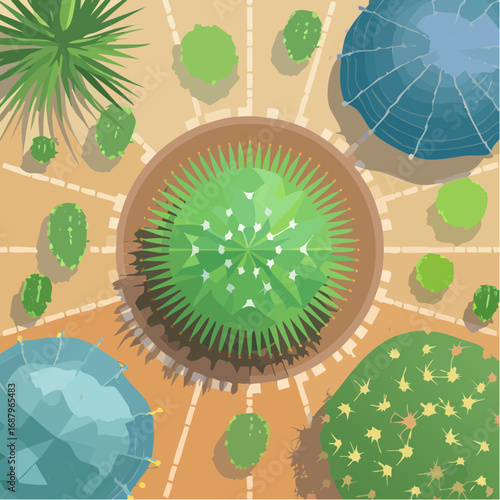 cactus top view for landscape plan and architecture element or decorative,tropical garden