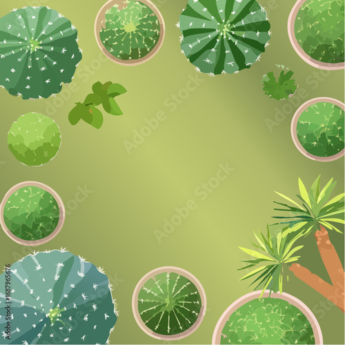 cactus top view for landscape plan and architecture element or decorative,tropical garden