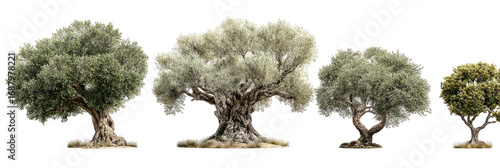Four olive trees of varying shades of green and light gray, set against a black background.  Mature, full-bodied trees with visible intricate branches and gnarled trunks