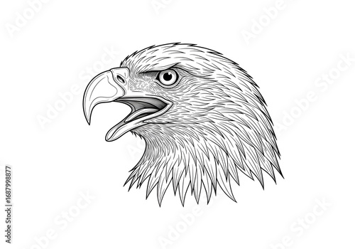 Vector illustration of a wild eagle head with a sharp beak, detailed feathers, and a piercing eye