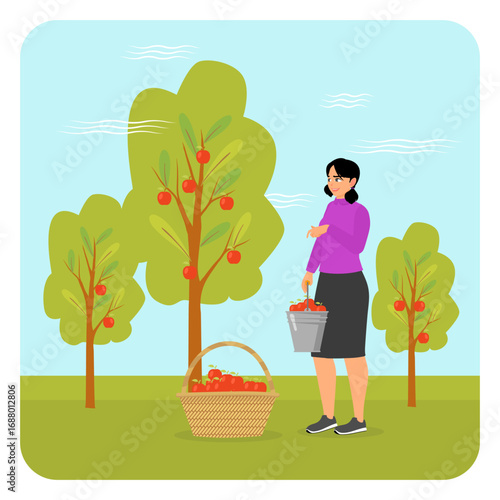 Gardening People Concept. Woman Picking Ripe Apples in an Orchard.